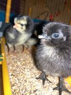 easteregger kleurlegger kuikentjes, Geslacht onbekend, Kip