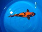 8 leuke japanse koi alles samen, Dieren en Toebehoren, Vissen | Vijvervissen, Karper of Koi