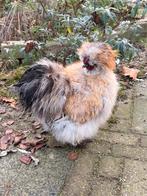 Zijdehoen haan, Dieren en Toebehoren, Pluimvee, Mannelijk, Kip