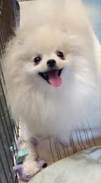 Exclusieve Pomeranian puppies
Super mini formaat, Dieren en Toebehoren, Honden | Poolhonden, Keeshonden en Oertypen, Fokker | Hobbymatig