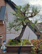 Bonsai Pinus Thunbergii, Ophalen of Verzenden, Bloeit niet, Overige soorten, Minder dan 100 cm