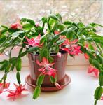 Lidcactus stekjes, Ophalen of Verzenden, Overige soorten, Minder dan 100 cm