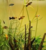 Schooltje platy's (9) te ruil, Dieren en Toebehoren, Vissen | Aquariumvissen, Vis, Zoetwatervis, Schoolvis