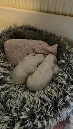 raszuivere maltezers pups, Maltezer, Meerdere dieren, Eén hond, Nederland