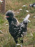 Prachtige kuifhoen kriel Hanen, Dieren en Toebehoren, Pluimvee, Mannelijk, Kip