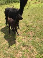 Te koop een hele mooi zwart alpaca hengst veulen, Dieren en Toebehoren