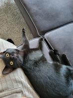 Poes 6 maanden oud met chip, Dieren en Toebehoren, Katten en Kittens | Overige Katten, Poes, Kortharig, 0 tot 2 jaar