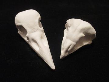 gipsen Vogel Schedel Kraai, Uil, beschilderbaar blanco gips beschikbaar voor biedingen