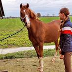 Verzorgpony aangeboden