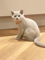 Nog 1 lieve kitten -Britse korthaar met uitstekende stamboom, Dieren en Toebehoren, Meerdere dieren, Gechipt