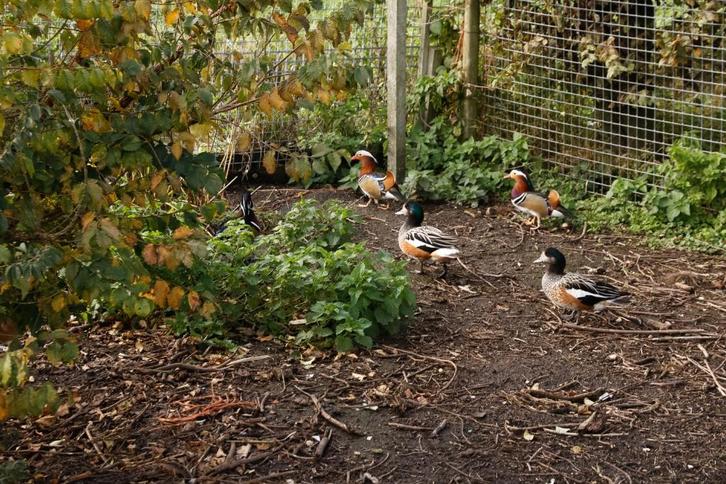 Diverse soorten Eenden  te koop, Dieren en Toebehoren, Overige Dieren, Meerdere dieren, April