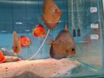 Discus Blue Snake Skin, Symphysodon Discus