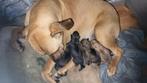 Amerikaanse bulldog-herder mix pups zoeken for ever home, 8 tot 15 weken, Bulldog, Meerdere, Meerdere dieren