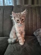 Maine coon katertje kitten, Dieren en Toebehoren, Katten en Kittens | Raskatten | Langhaar, Kater, Ontwormd, 0 tot 2 jaar