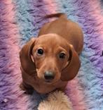 Dwerg korthaar Teckel pup, Parvo, 8 tot 15 weken, Korthaar, Teef