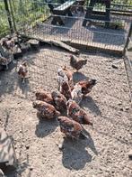 Wyandotte kriel porselein GRATIS, Dieren en Toebehoren, Pluimvee, Meerdere dieren, Kip