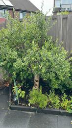Mooi olijfboompje, Tuin en Terras, Planten | Bomen, Ophalen, Volle zon, Overige soorten, 100 tot 250 cm
