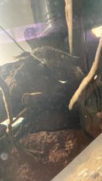 Twee kersen buikjes, Dieren en Toebehoren, Vis