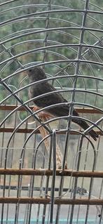 Top zanger jonge edelzanger man, Dieren en Toebehoren, Vogels | Overige Vogels, Mannelijk