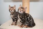 Bengaalse kittens, Dieren en Toebehoren, 0 tot 2 jaar, Met stamboom, Poes