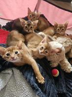 Raszuivere abessijn kittens, Meerdere dieren, 0 tot 2 jaar, Gechipt