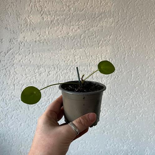 Pilea, Huis en Inrichting, Kamerplanten, Overige soorten, Minder dan 100 cm, Ophalen