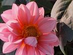 Dahlia knol, Tuin en Terras, Bloembollen en Zaden, Ophalen of Verzenden, Volle zon, Knol