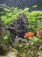 Jonge Golddust Molly's te koop, Dieren en Toebehoren, Vissen | Aquariumvissen, Vis