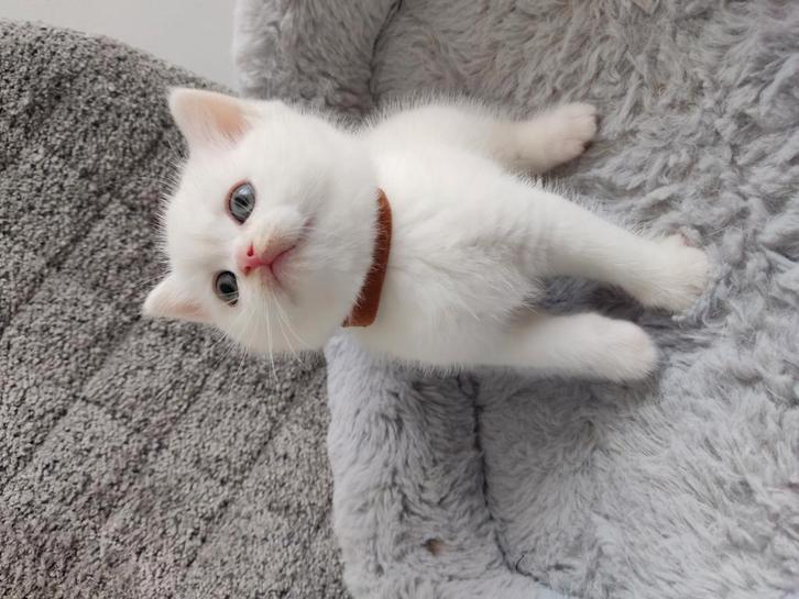 Laatste 2 Britse Korthaar kittens!! MOGEN GELİJK WEG!!, Dieren en Toebehoren, Katten en Kittens | Raskatten | Korthaar, Meerdere dieren