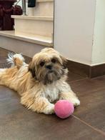 Lhasa apso pups, Dieren en Toebehoren, Honden | Chihuahua's en Gezelschapshonden, België, Overige rassen, CDV (hondenziekte), 8 tot 15 weken