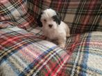 Boomerpups, Dieren en Toebehoren, Honden | Chihuahua's en Gezelschapshonden, 8 tot 15 weken, Meerdere, Nederland, Particulier