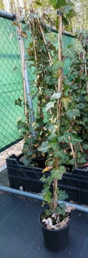 Hedera gestokt, Ophalen of Verzenden, Bloeit niet, Klimplanten, Halfschaduw