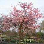 Japanse siekers, Tuin en Terras, Overige soorten, Lente, 250 tot 400 cm, Ophalen