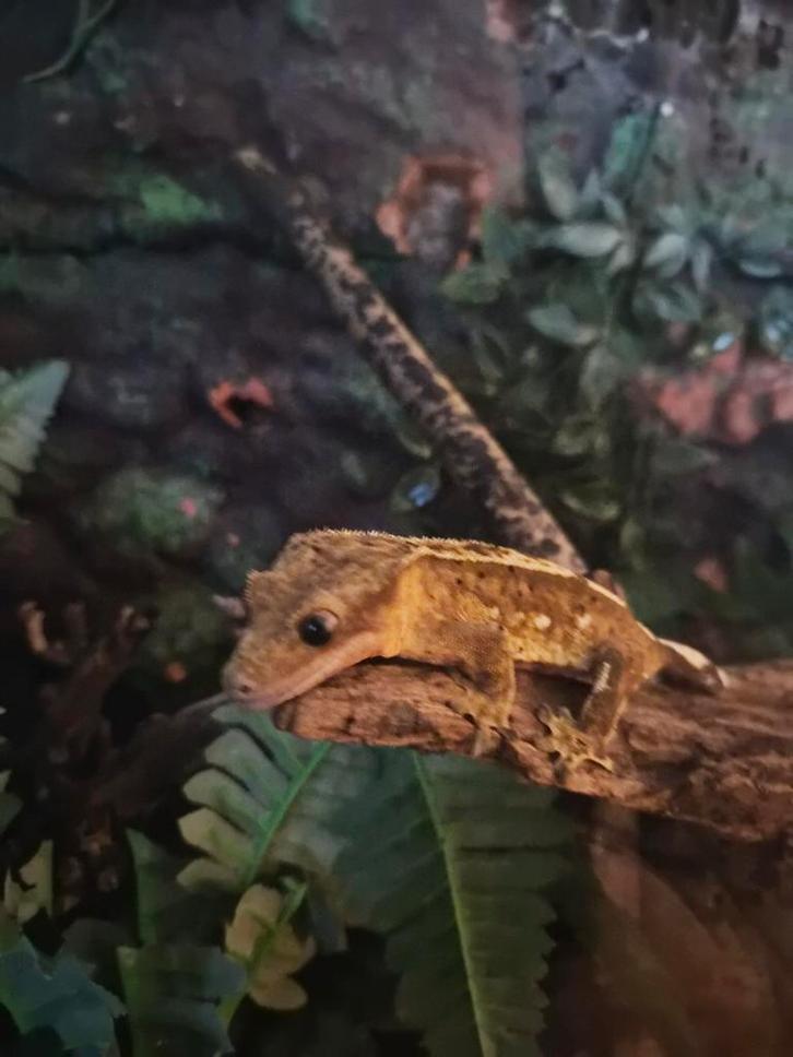 Wimper gekko vrouw evt met terrarium!