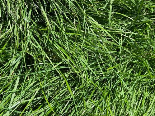 weidegang aangeboden oude -pekela, Dieren en Toebehoren, Stalling en Weidegang, Weidegang