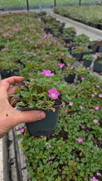 Erodium Bishops Form - Roze bloeiend - bodembedekker, Bodembedekkers, Vaste plant, Ophalen of Verzenden, Halfschaduw