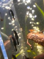 L181 peppermint pleco jonkies, Dieren en Toebehoren, Vissen | Aquariumvissen, Vis