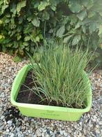 Prei plantjes, Tuin en Terras, Planten | Tuinplanten, Ophalen, Volle zon, Groenteplanten, Eenjarig