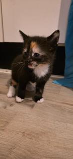 Lief kitten meisje zoekt een warm thuis, Dieren en Toebehoren, Katten en Kittens | Raskatten | Korthaar, Poes, Met stamboom, 0 tot 2 jaar