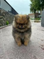 Pomeriaan puppys / teef & reu / 9 weken oud, Dieren en Toebehoren, Keeshond, 8 tot 15 weken, Meerdere, Meerdere dieren