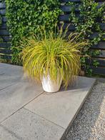 ELHO Pure Round 50cm met Carex, Tuin en Terras, Planten | Tuinplanten, Ophalen, Zomer, Overige soorten