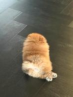 Pomperiaan pup, Keeshond, Reu, 8 tot 15 weken, Parvo