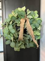 Zijden silk eucalyptus krans 45-50cm NIEUW!, Huis en Inrichting, Binnen, Info@flowersbymirjam.nl, Nieuw, Transformatorstraat 6a