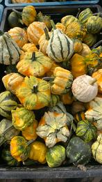 Pompoenen sierfruit  20 cent Haloween eetbare bio soep, Ophalen of Verzenden