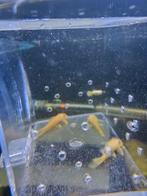 L144 blue eye, Dieren en Toebehoren, Vis, Zoetwatervis