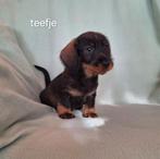Super mooie lieve tekkel (teckel) pup, Dieren en Toebehoren, 8 tot 15 weken, Teef, Dwerg, CDV (hondenziekte)