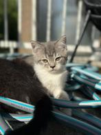 Britse Korthaar x Cypers Kittens, Meerdere dieren, Kortharig, 0 tot 2 jaar
