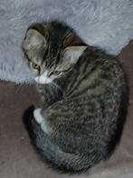 SIBERISCHEBOSKAT X BLAUWE RUS KITTEN, Dieren en Toebehoren, Katten en Kittens | Raskatten | Korthaar, Meerdere dieren, Ontwormd