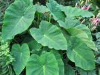 colocasia pink china ( olifantenoor ), Volle zon, Vaste plant, Zomer, Ophalen