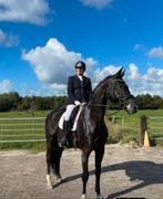 Gevraagd 2 jarige Friese merrie of hengst, Dieren en Toebehoren, Paarden, Meerdere dieren, Dressuurpaard